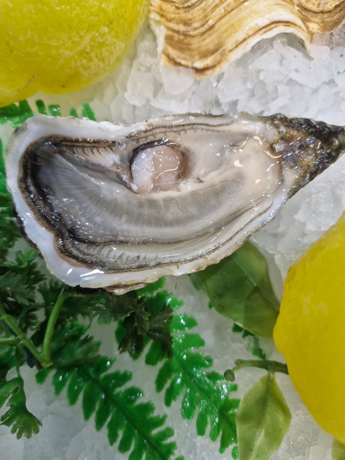 Huîtres marennes d'oléron vertes claires