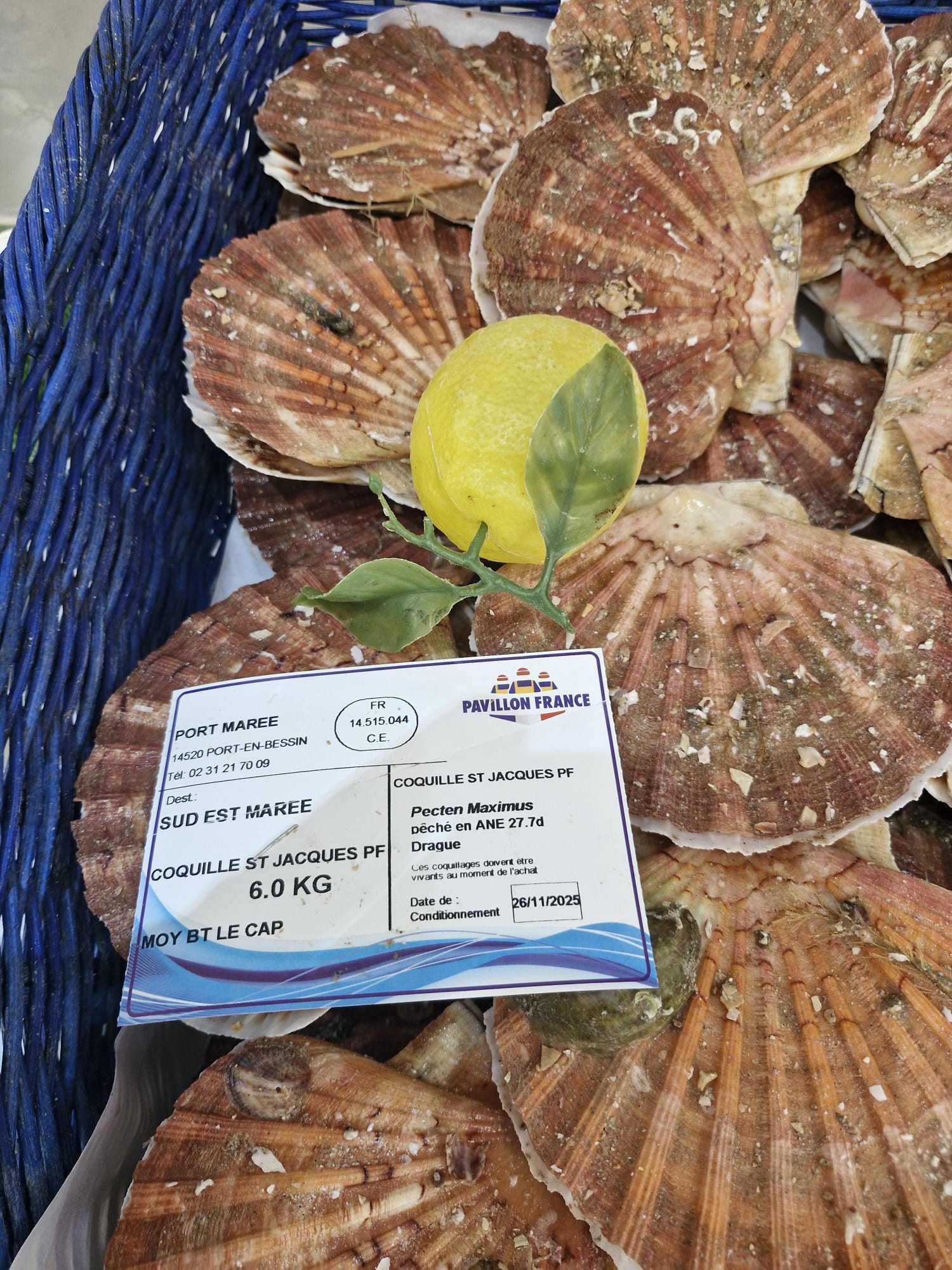 Coquilles St Jacques