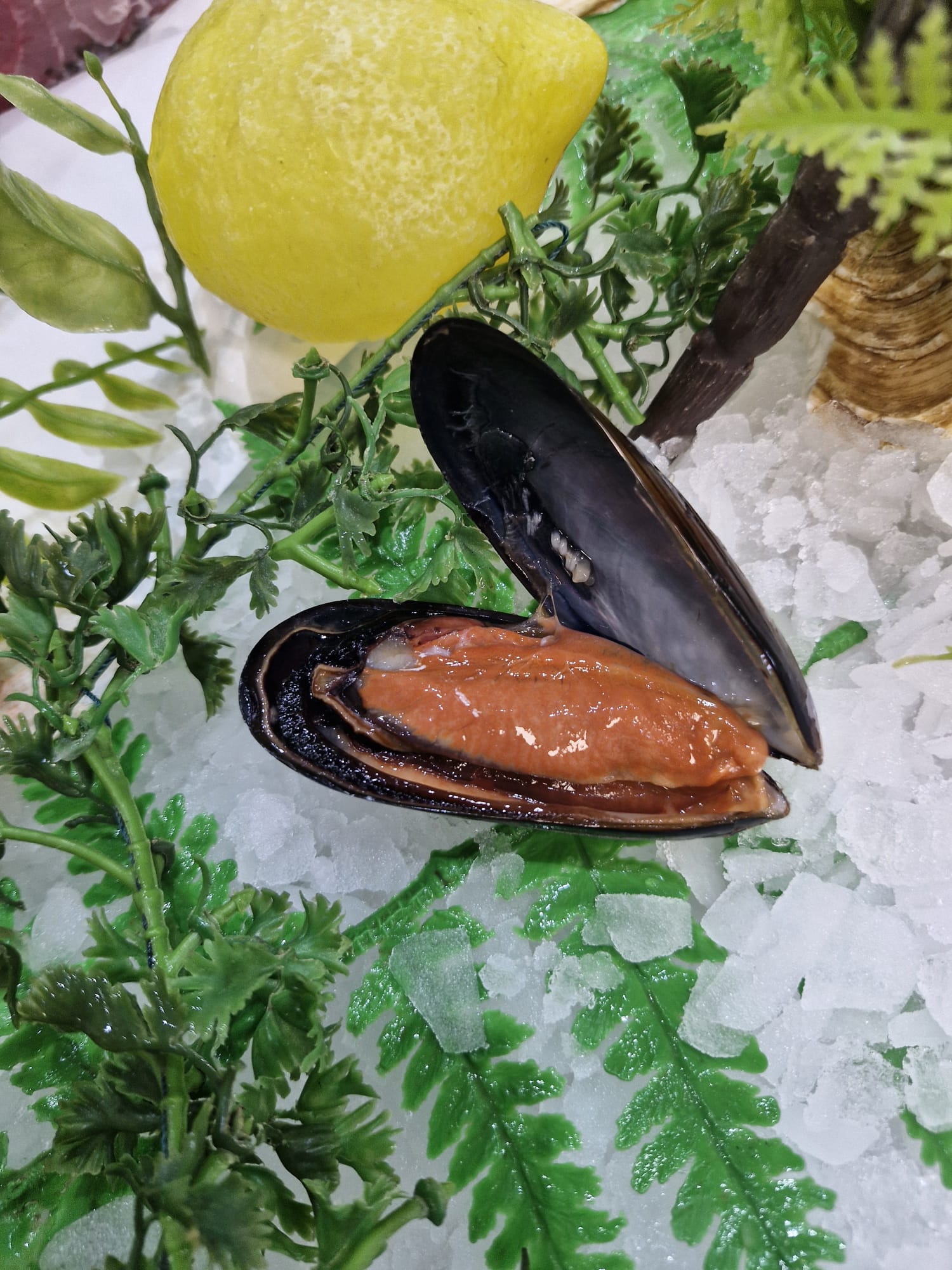 Moules d'Espagne grosses